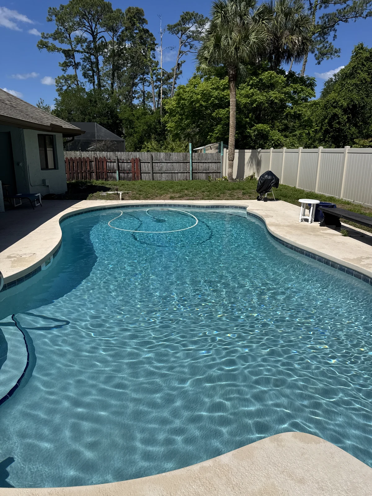 Rippling water in a freeform pool with a palm tree
